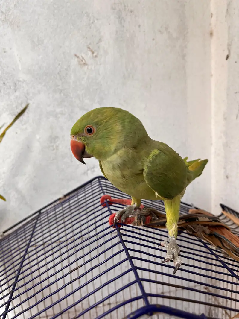Female Ringneck parrot available for sale fully Hand tame — photo 3