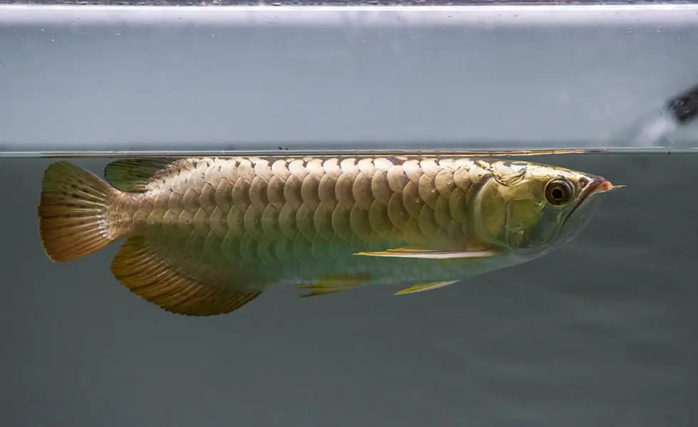 Peacock bass , royal knife , hyfin oscar , severum, albino fishes — photo 8