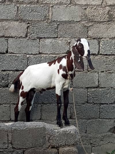 female with one male