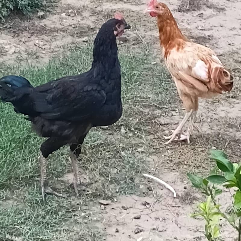 Desi murga 3