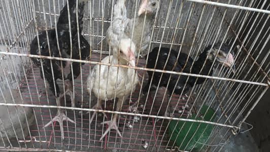 4 chicks of beautiful aseel