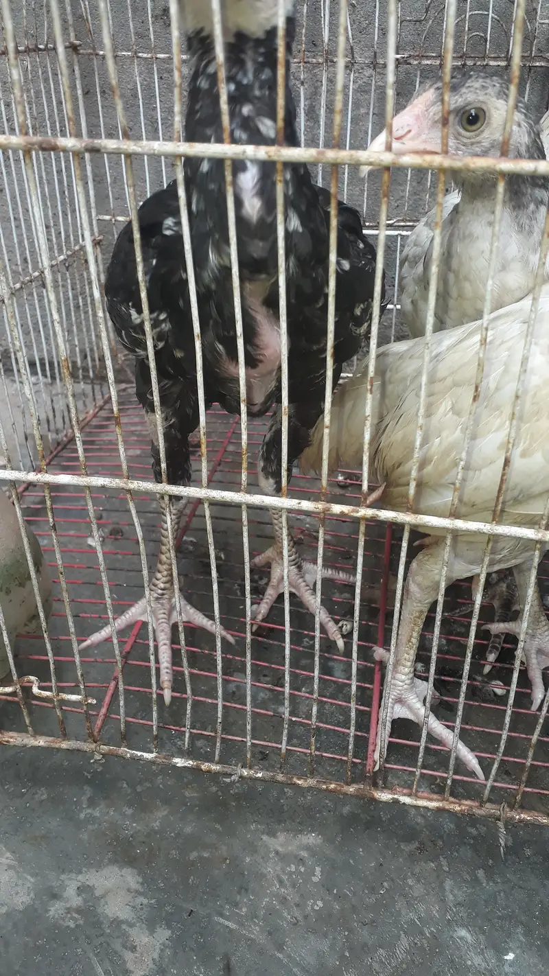 4 beautiful aseel chicks — photo 2