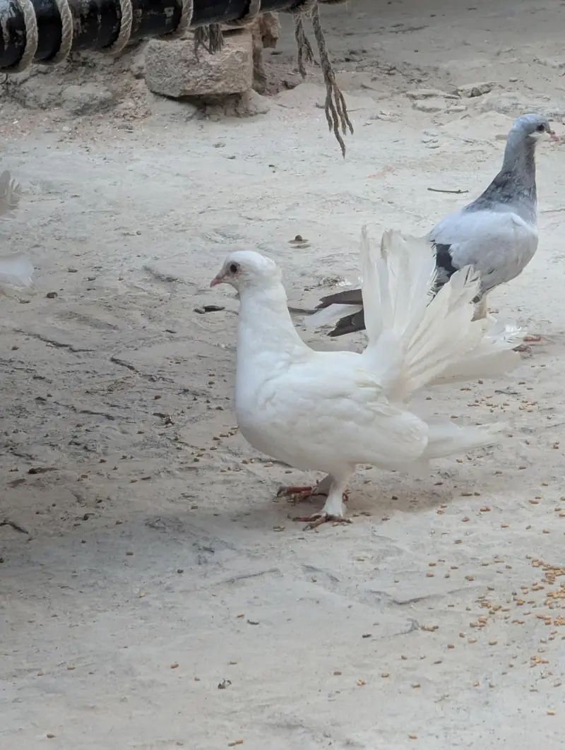 Male Laka — photo 3
