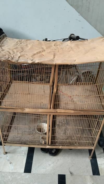 Australian parrots love birds cage, pinjra