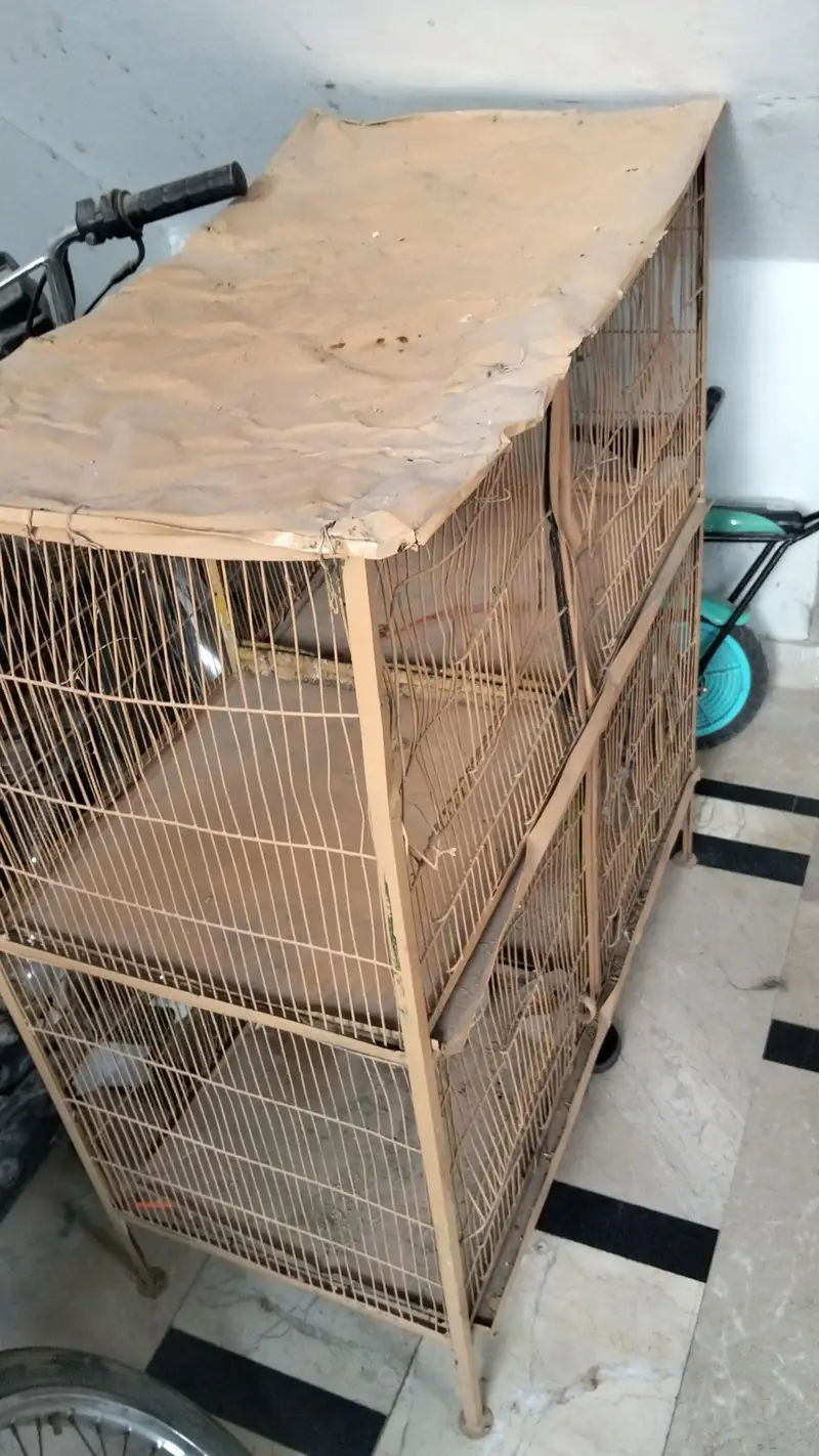 Australian parrots love birds cage, pinjra — photo 2