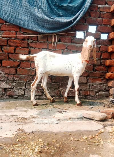 makhi cheni females white eyes fo details 03188488200