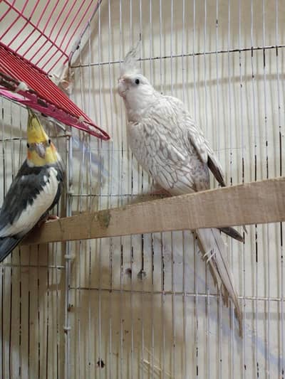 breeding pair