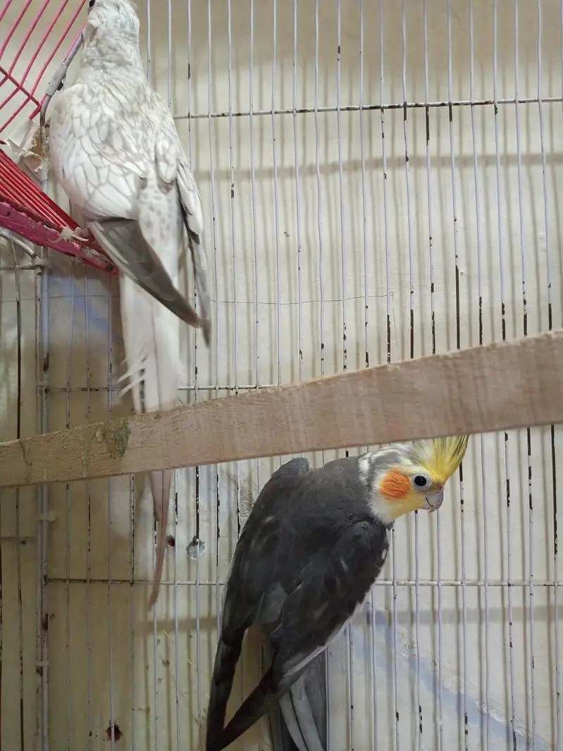 breeding pair — photo 2