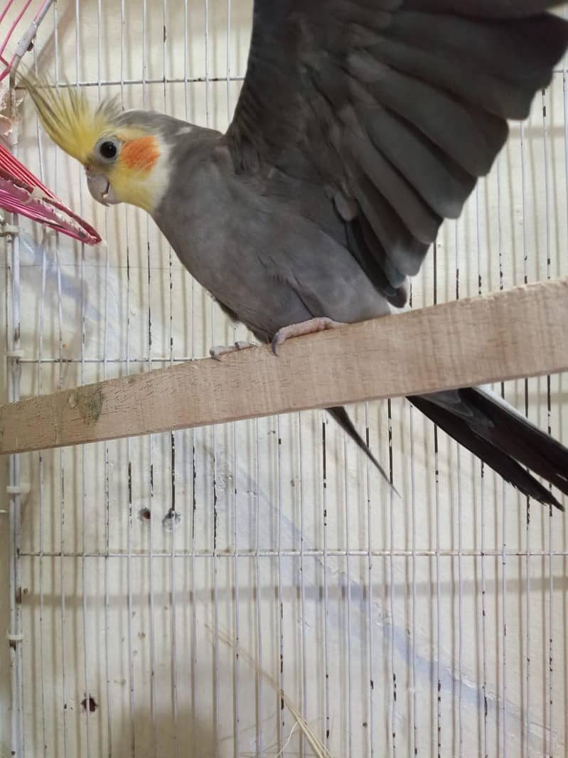 breeding pair 2