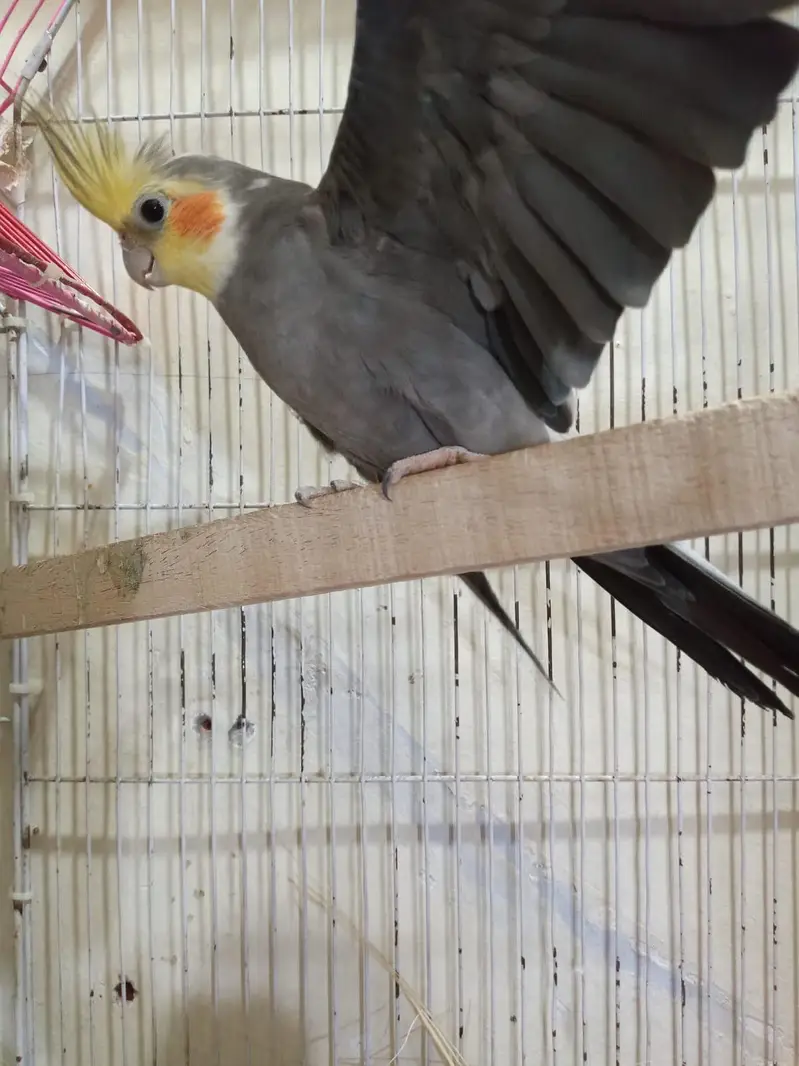 breeding pair — photo 3