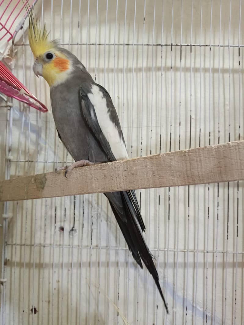 breeding pair 3