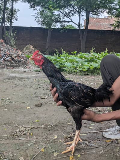 Aseel Blood line Male Murga