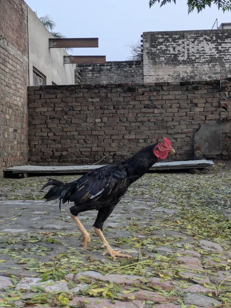 Aseel Blood line Male Murga — photo 2