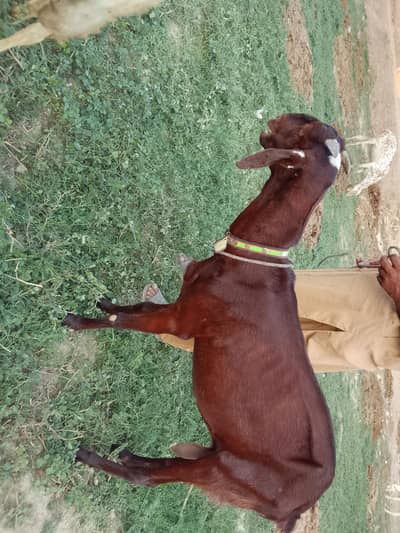 bakri
