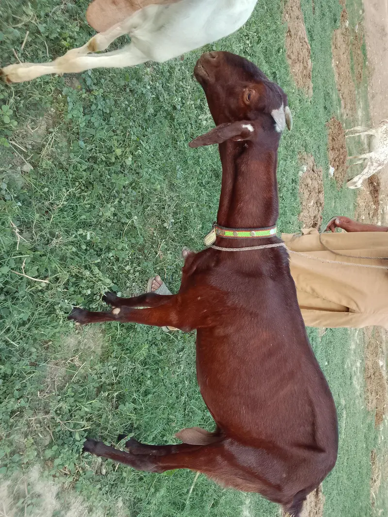 bakri — photo 2