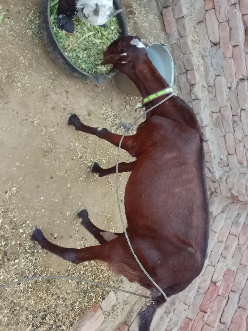 bakri — photo 3