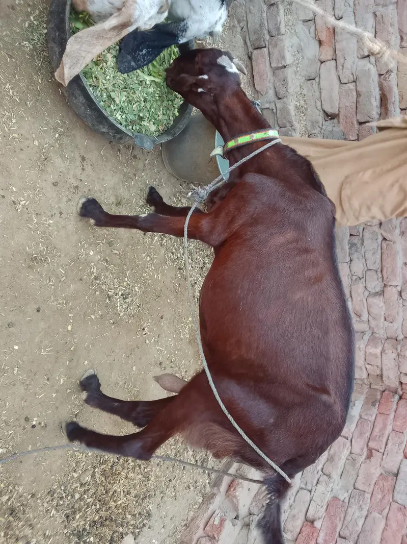 bakri — photo 4
