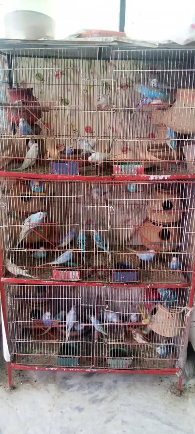 parrot