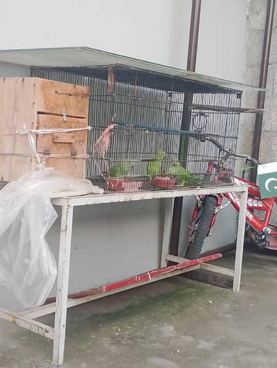 1 breedding pair 3 × chicks green parrots