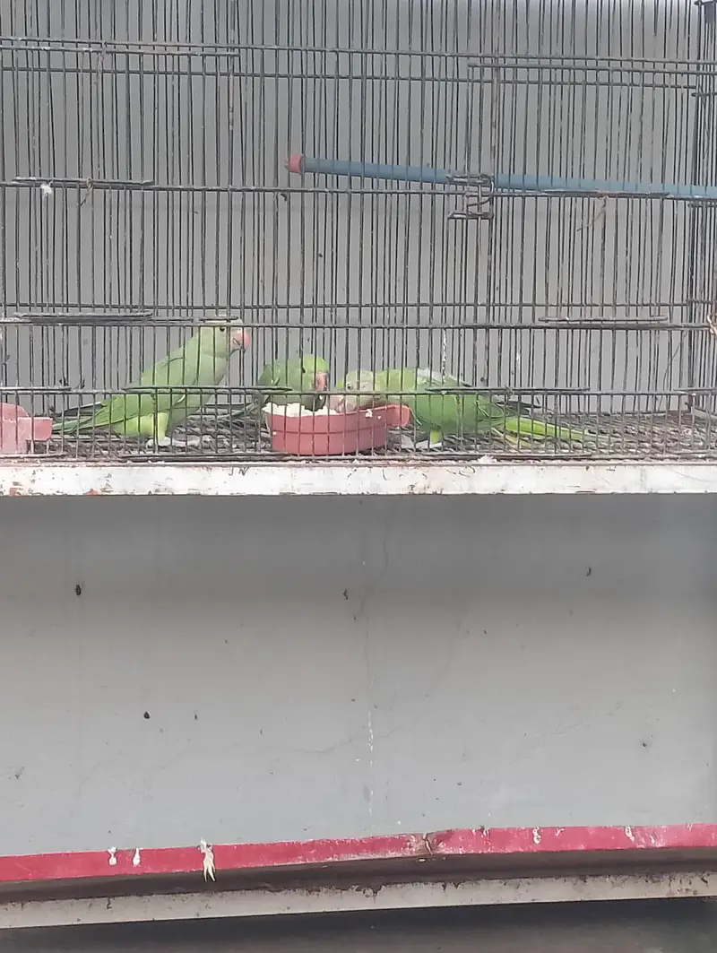 1 breedding pair 3 × chicks green parrots — photo 2
