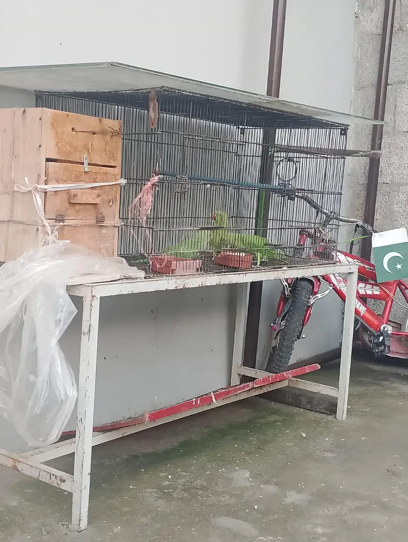 1 breedding pair 3 × chicks green parrots — photo 3