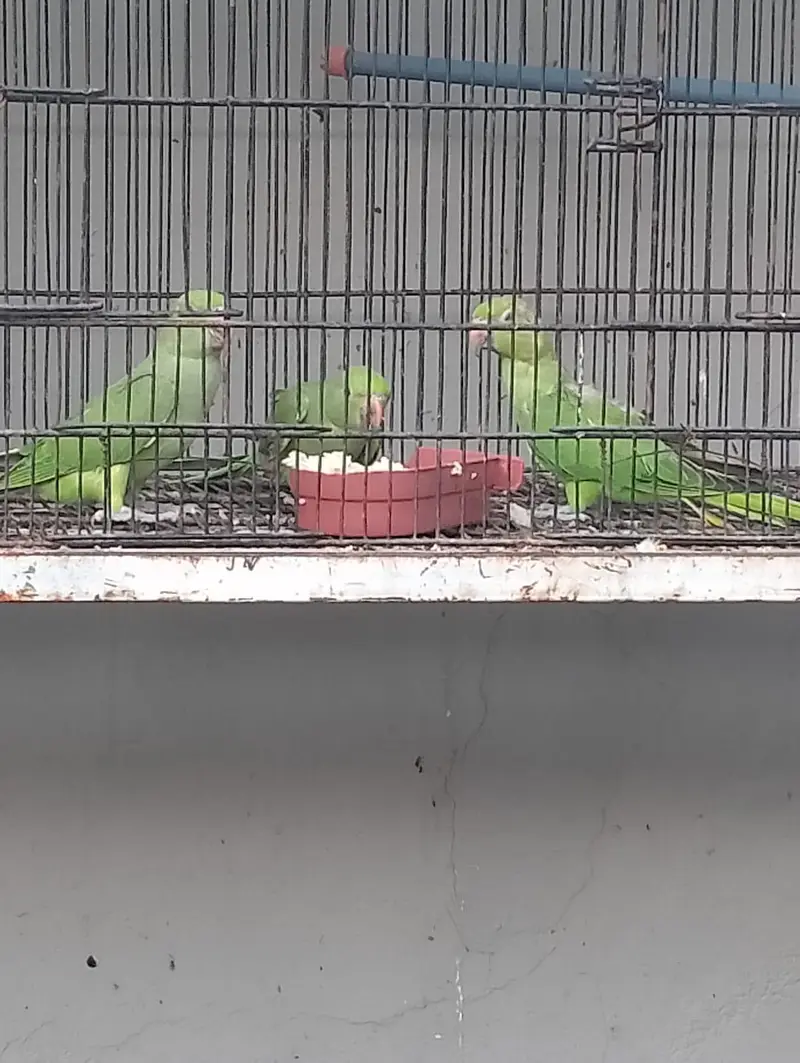 1 breedding pair 3 × chicks green parrots — photo 4