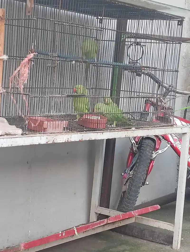 1 breedding pair 3 × chicks green parrots — photo 5
