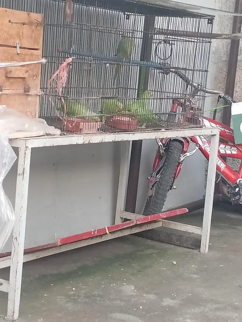 1 breedding pair 3 × chicks green parrots — photo 7