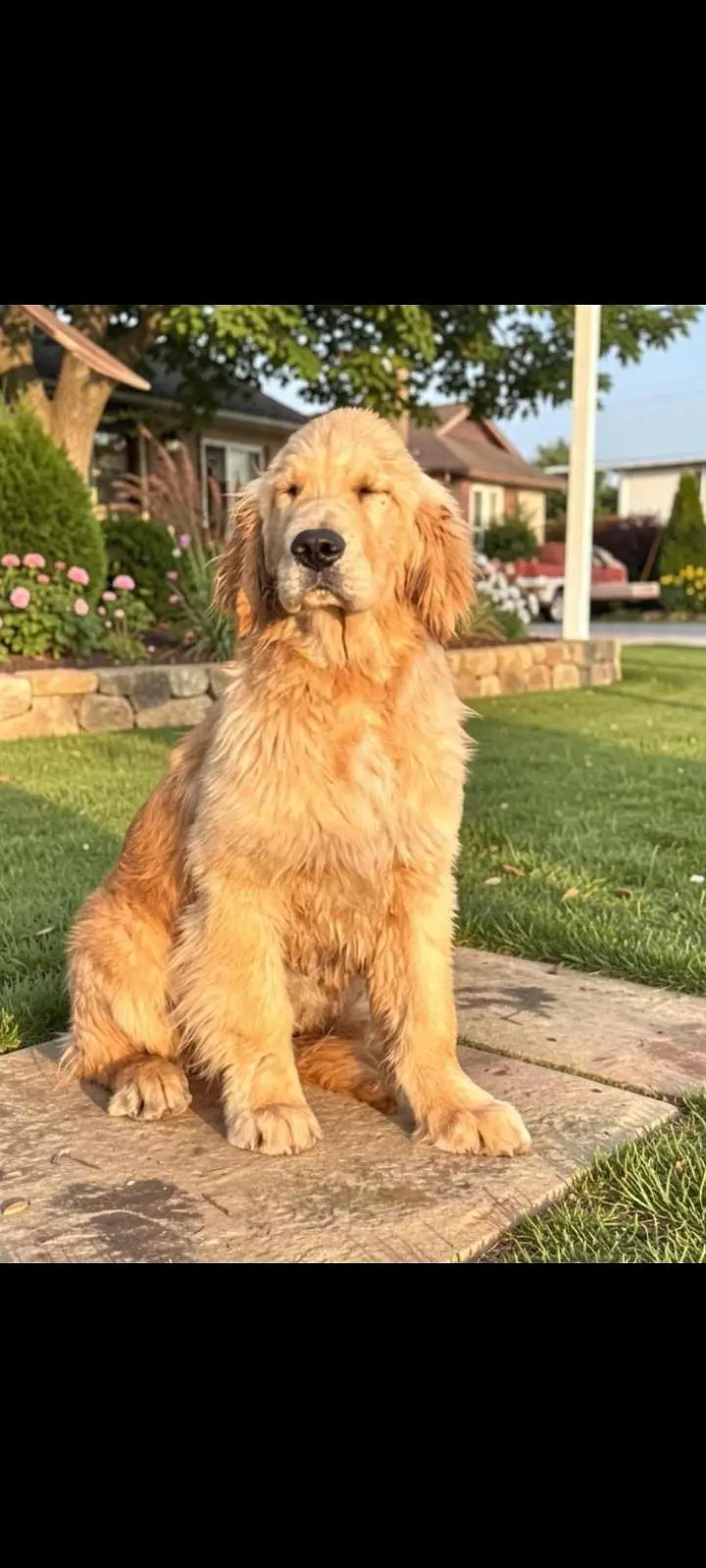 TOP QUALITY GOLDEN RETRIEVER FEMALE PUP AVAILABLE FOR SALE