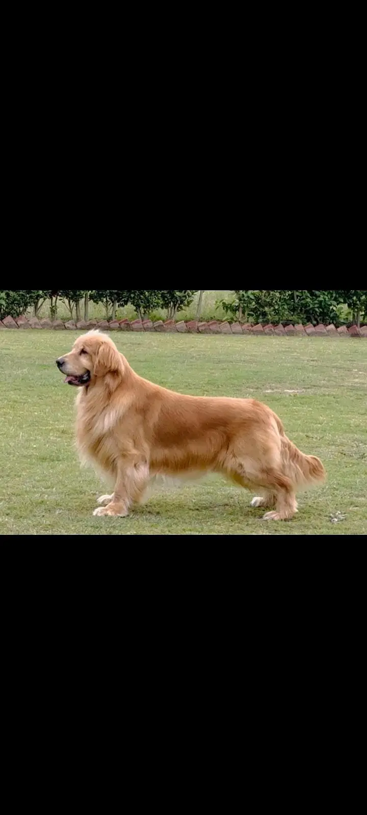 TOP QUALITY GOLDEN RETRIEVER FEMALE PUP AVAILABLE FOR SALE — photo 3