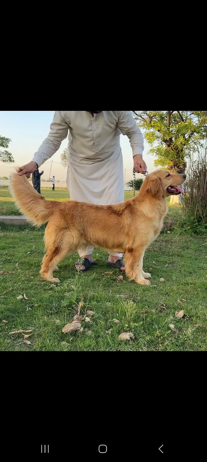 TOP QUALITY GOLDEN RETRIEVER FEMALE PUP AVAILABLE FOR SALE — photo 4