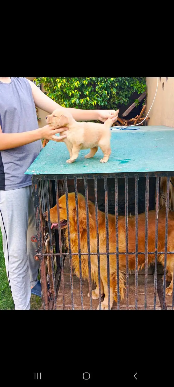 TOP QUALITY GOLDEN RETRIEVER FEMALE PUP AVAILABLE FOR SALE — photo 5