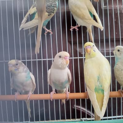 Budgies Parrot for Sale