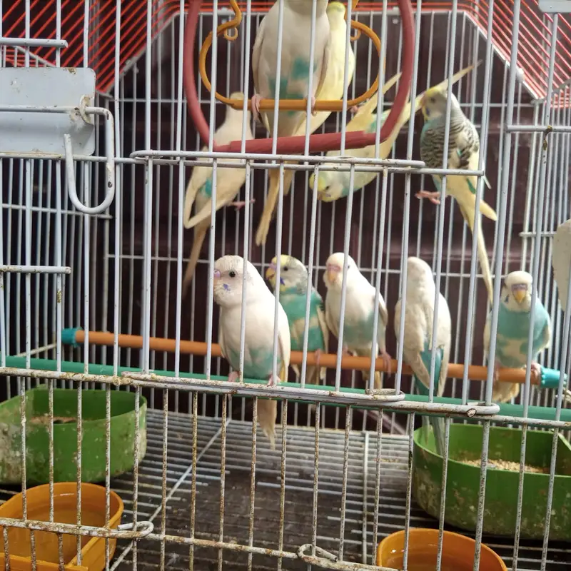 Budgies Parrot for Sale — photo 2