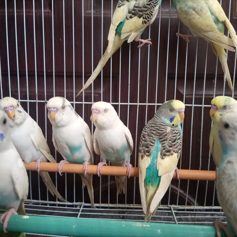 Budgies Parrot for Sale — photo 3