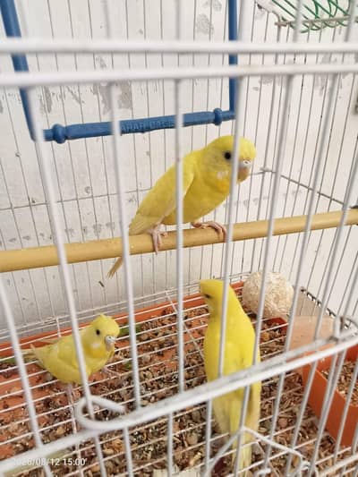 Pure Yellow Budgies Parrots For Sale | Healthy & Active