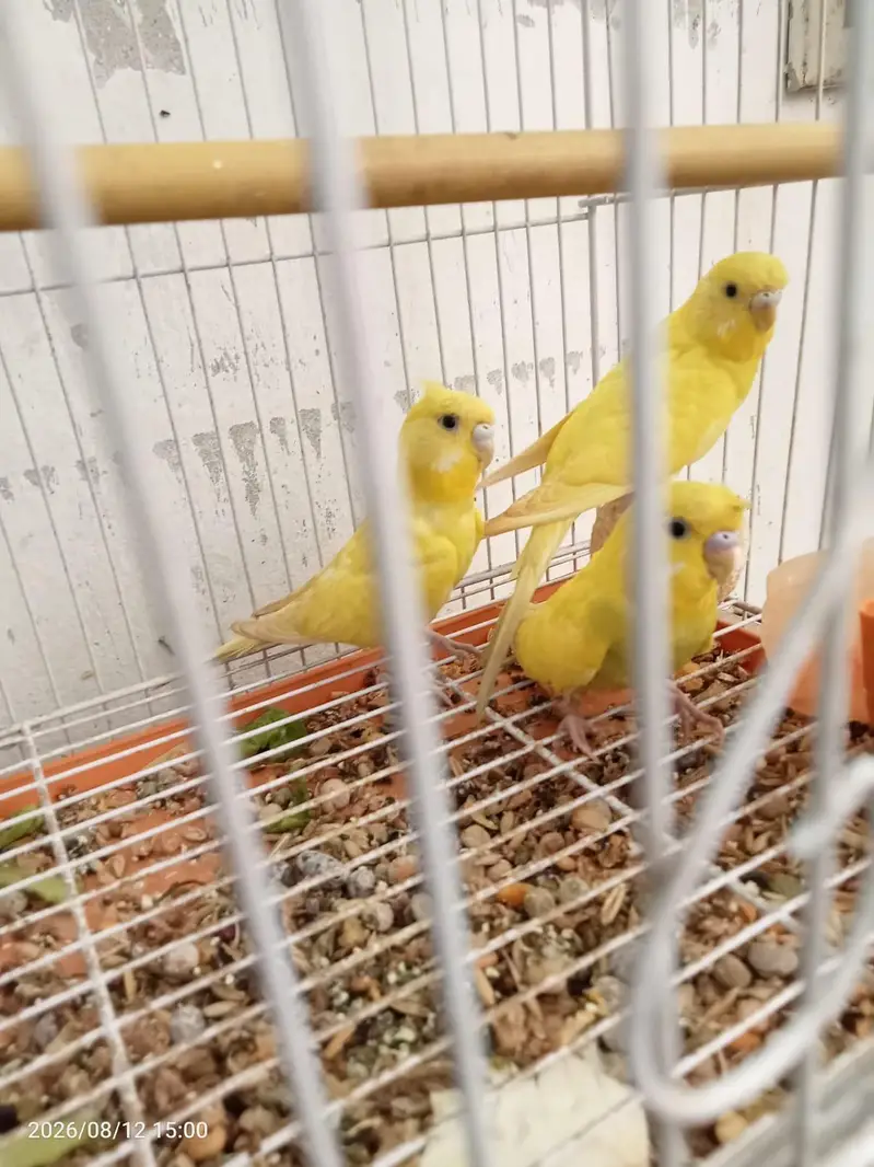 Pure Yellow Budgies Parrots For Sale | Healthy & Active — photo 2