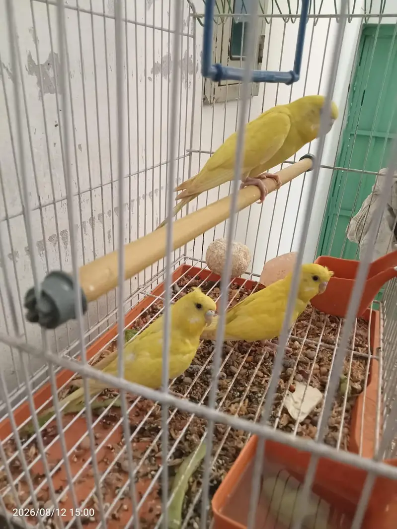 Pure Yellow Budgies Parrots For Sale | Healthy & Active — photo 3
