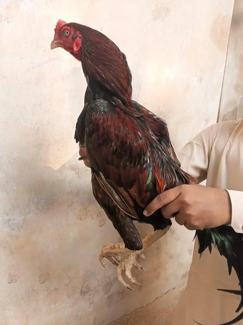 Top Quality long height Aseel male — photo 3