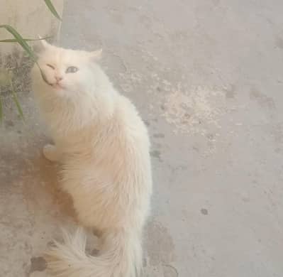 cat and kitty for sale