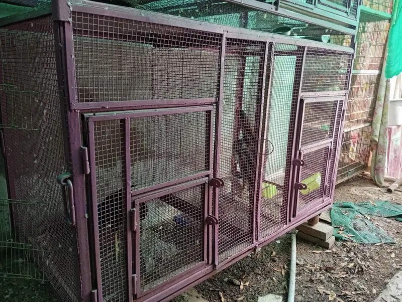 hens and parrot cage for sale — photo 2