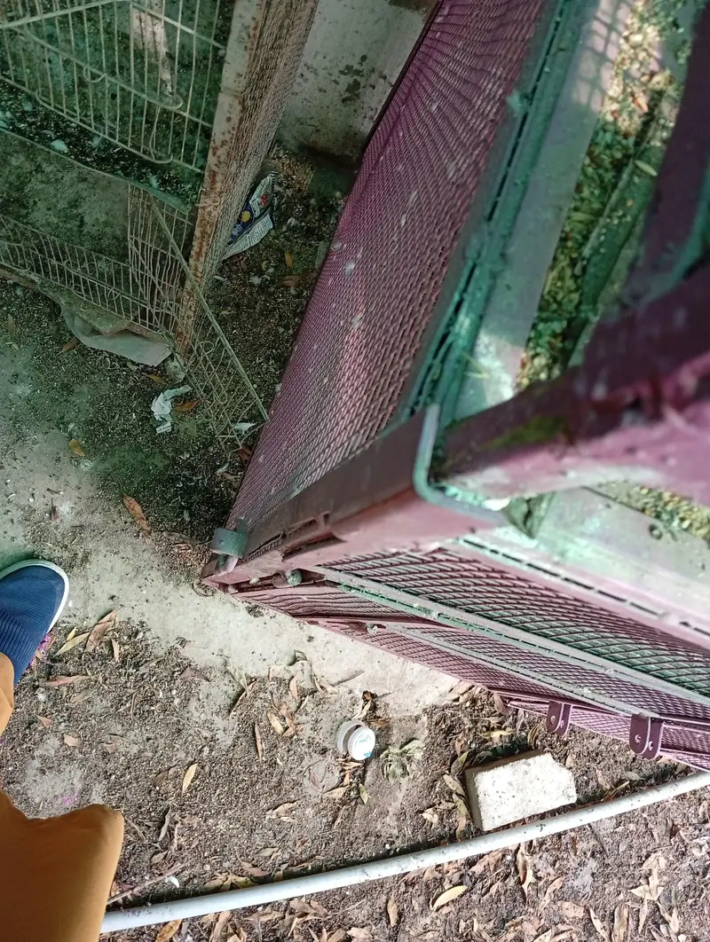 hens and parrot cage for sale — photo 3