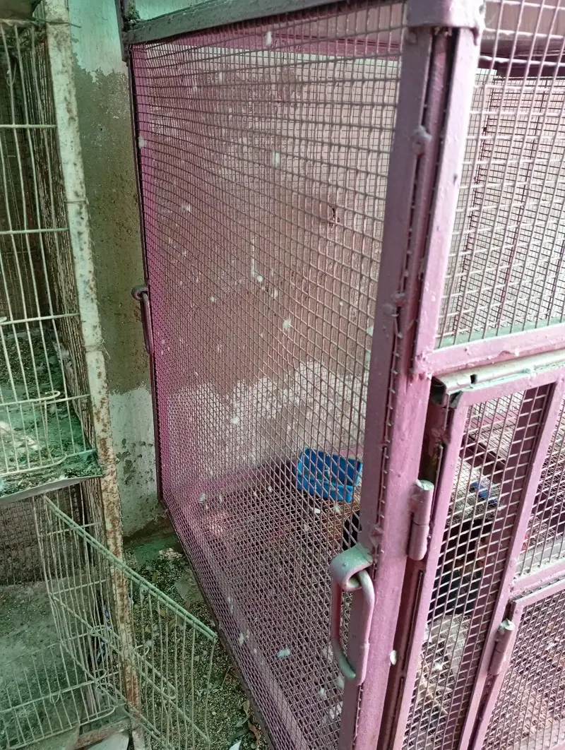hens and parrot cage for sale — photo 4