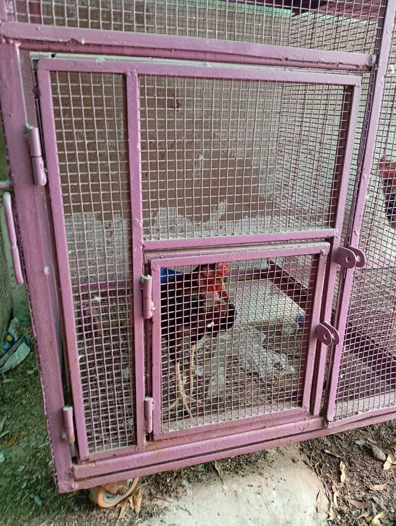 portion and master cage 4