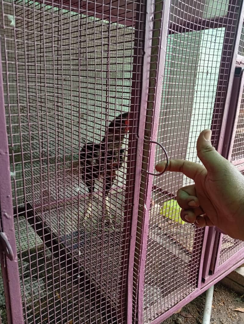 portion and master cage 5