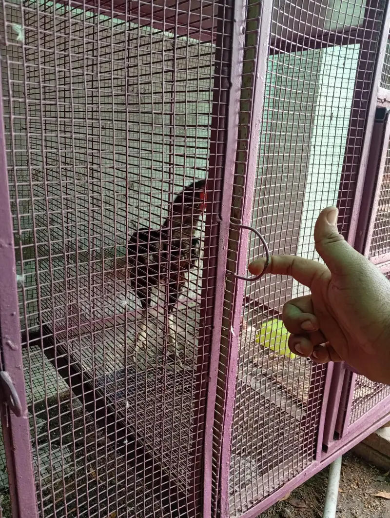 hens and parrot cage for sale — photo 6