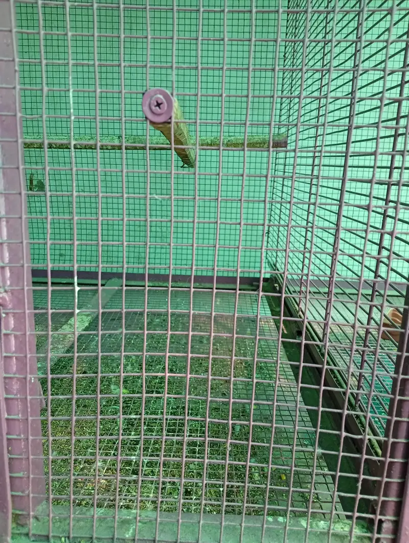 hens and parrot cage for sale — photo 7
