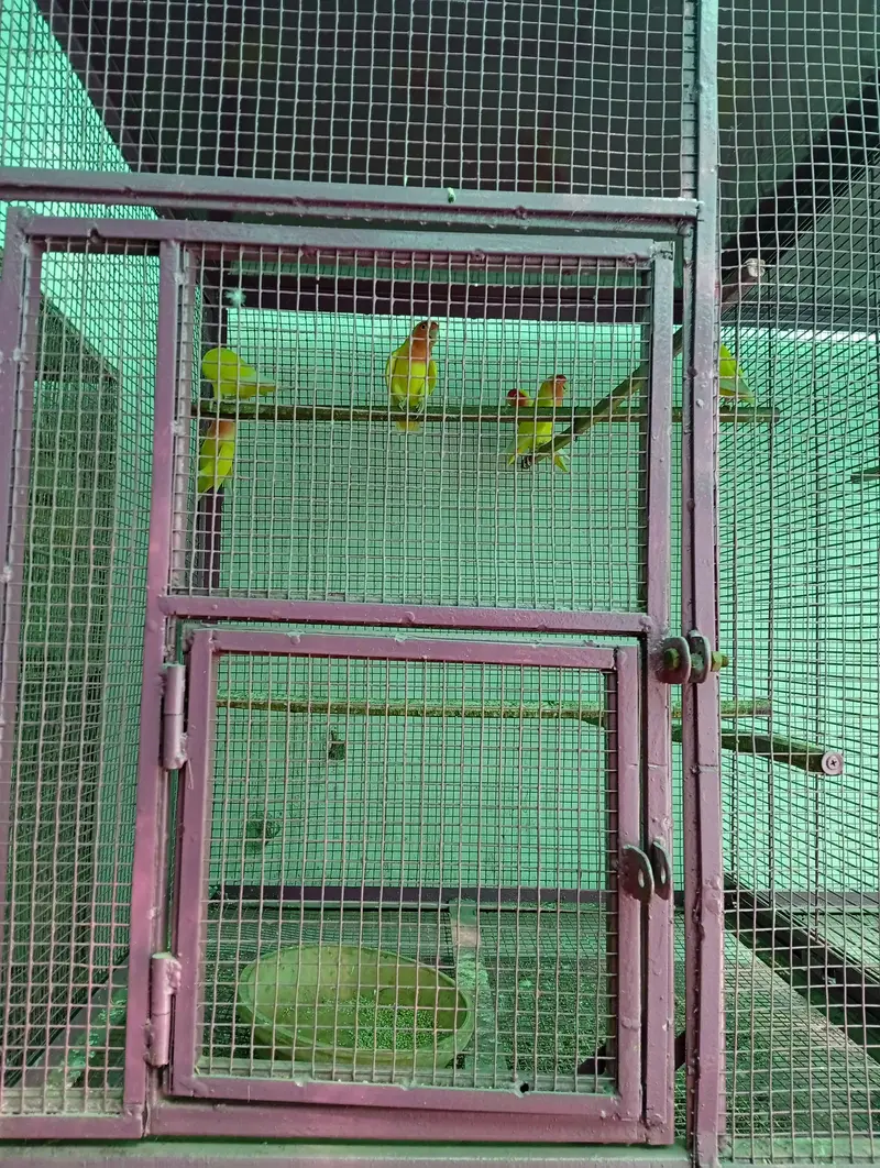 hens and parrot cage for sale — photo 8