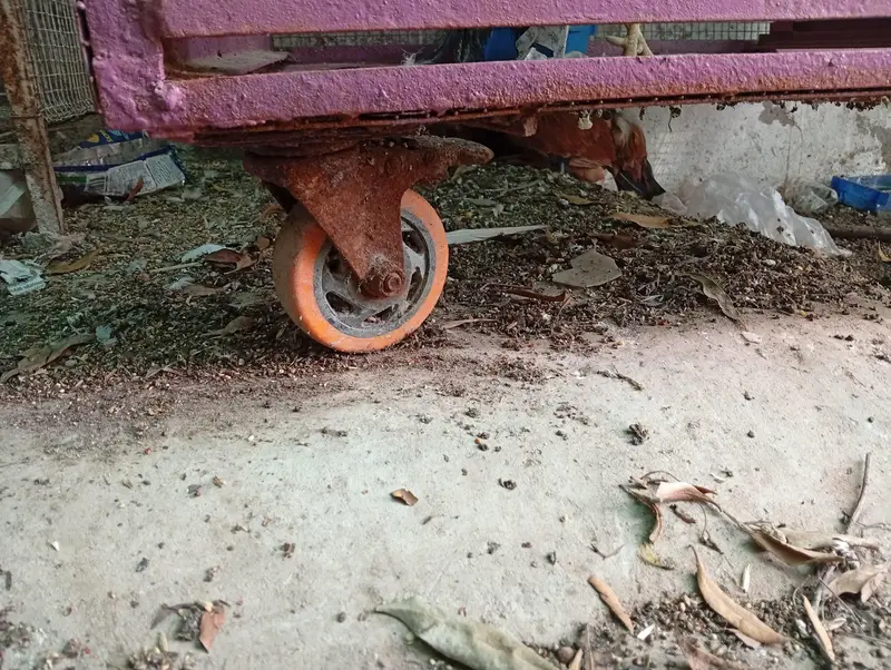 hens and parrot cage for sale — photo 9