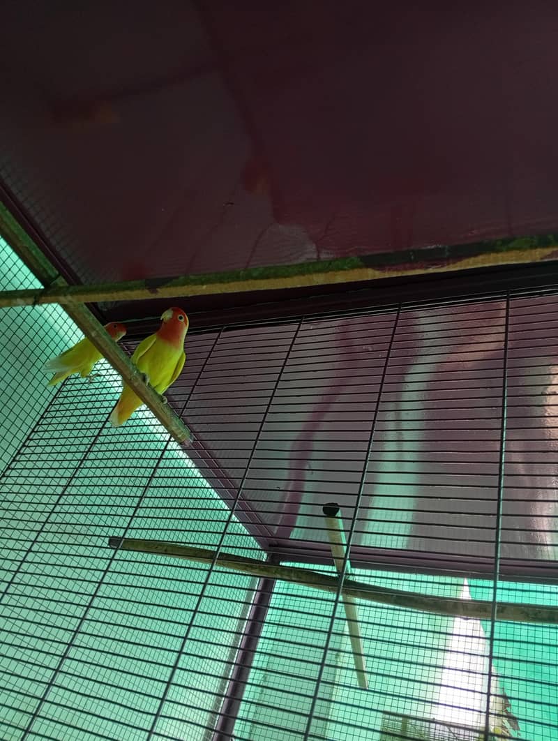 portion and master cage 9